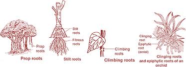 Root System Importance Of Adventitious Roots And Adventitious Root Modifications Important For Ugc Net Upsc Cse Ssc Flexiprep