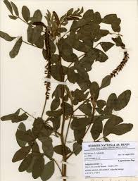 Image result for Indigofera brevifilamenta