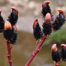 Ива Меланостахис