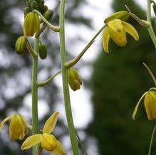 Image result for Albuca kirkii