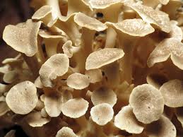 Image result for Polyporus pendulus