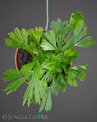 Image result for Actiniopteris semiflabellata