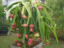 Dragon Fruit Seeds Hylocereus Undatus Open Pollinated Perennial Cactus Dragon Fruit Plant Fruit Plants Plants
