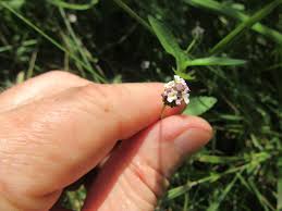 Image result for Verbenaceae