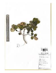 Image result for Eugenia natalitia