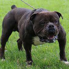 We did not find results for: Pin On Olde English Bulldogs