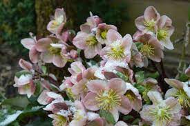 Even in the middle of winter there are still a few brave plants in flower, brightening up cold dark days with colour and scent. 19 Best Winter Flowers Flowers That Bloom In Winter