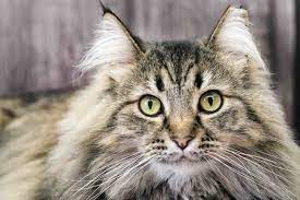 Hairless breeds, like the sphynx. How To Care For A Long Haired Cat The Catnip Times
