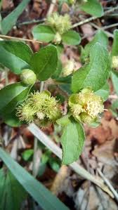 Image result for Acanthospermum