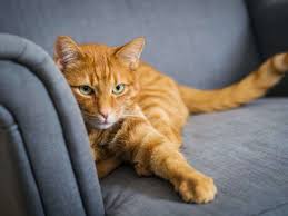 Nicht selten sind veränderungen die haupturache für wildes urinieren der katze in der wohnung. Katzen Vom Sofa Fernhalten Diese Tricks Gibt Es Wohnen