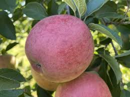 There are a number of things to keep in mind when planting and caring for your apple trees: Winesap Virginia Apple On G 202 Cummins Nursery Fruit Trees Scions And Rootstocks For Apples Pears Cherries Plums Peaches And Nectarines