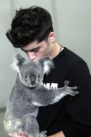 One Direction Cuddle Koalas In Oz Pics Koala Bear Zayn Koalas
