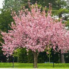Cherry dazzle crape myrtle trees (lagerstroemia gamad i) grows slowly reaching 3 to 5 feet tall and wide in u.s. Robinson Crabapples For Sale Brighterblooms Com