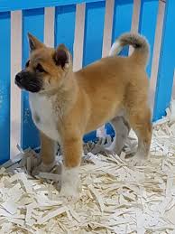 Satilik Japon Akita Inu Yavrulari 1057 Akita Japonca
