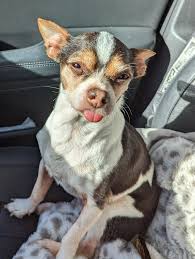 $100 reward to bring Nipsey home