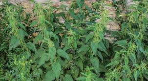 Image result for Urticaceae
