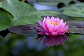 Lotus Flower Meaning Lotus Flower Meaning Lotus Flower Flower Meanings