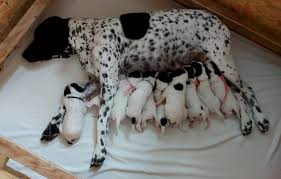 Image result for auvergneský ohař