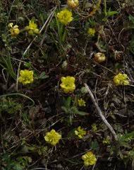 Image result for Argyrolobium stolzii