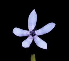 Image result for Pentanisia