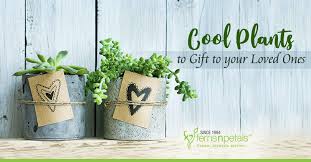 A truly great singapore housewarming gift idea for those seeking for something special to give. 8 Cool Plants To Gift A Loved One Ferns N Petals Singapore