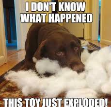 2017 Labrador Retriever Pictures Funny Chocolate Labrador Picture Labrador Retriever Funny Labrador Funny Labrador Retriever Quotes