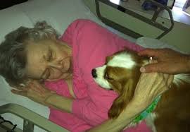 Domestic dogs are thought to measure time in two ways: How Dogs Know When We Re Sick Holiday Barn