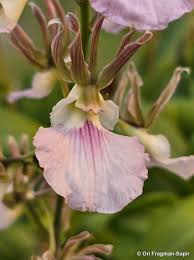 Image result for Eulophia guineensis