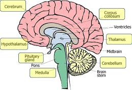 Nervous system brain map directions: Chapter 17 The Brain Cns Central Nervous System Brain And Spinal Cord Interpretation Thought Autonomic Nervous System Pns Peripheral Nervous Ppt Download