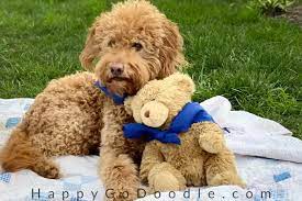 A pin brush is a good option to keep knots and tangles at bay and keep their coat looking. The Teddy Bear Goldendoodle 5 Things You May Not Know About Em Happy Go Doodle