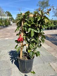 Image result for Passiflora sanguinolenta