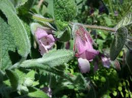 Image result for Lepidagathis plantaginea
