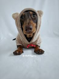 🌟we ❤ dachshund uniquely designed dachshund shirts 🌟printed in the usa 🌟100% satisfaction guaranteed! Instagram Schmitt Happenss Schmitt Minaturedachshund Love Dachshund Minaturedoxie Dachshunds Wieners Puppy Cute Sau Weiner Dog Dachshund Love Doxie Mom