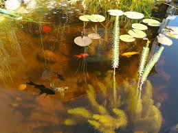 Image result for site:byggahus.se damm