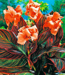 Canna Durban Exotische Pflanzen Knollenpflanzen Blumenzwiebeln Pflanzen