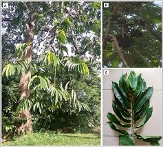 Image result for Pycnanthus