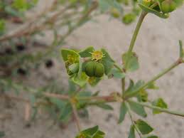 Image result for Euphorbia serratifolia