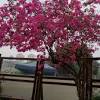 The tree grows 40 feet tall with an equal spread. Https Encrypted Tbn0 Gstatic Com Images Q Tbn And9gctkv3udxt Tf3gbldq0ttzcamuunxpxjulzuppvmpeeunc I75s Usqp Cau