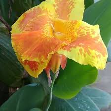 Image result for Cannaceae