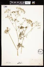 Image result for Afrosciadium rhodesicum