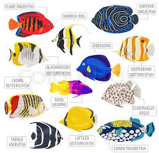 Freshwater Aquarium Fish Breeds Icon Stock Vector