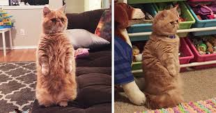 It is much creepier if you look at him from the distance at dim light and find him standing on his 2 legs and just.stare. Meet George The Human Cat Who Prefers Standing On 2 Legs Bored Panda