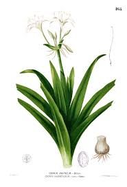 Image result for Crinum asiaticum