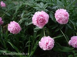 Maybe you would like to learn more about one of these? Is There A Flower That Looks Like A Rose Or Can Be Easily Mistaken For A Rose But Does Not Have Thorns Quora