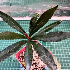 Image result for Sauvagesia