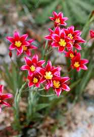 Image result for Sparaxis