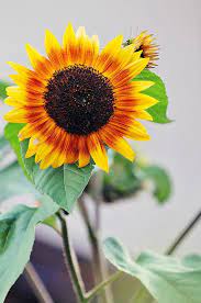 Nice Sunflower Sunflower Pictures Sunflowers And Daisies Sunflower