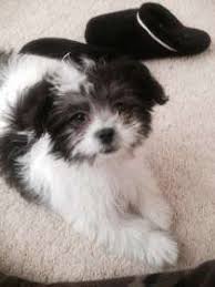 Adorable puppies in your price range! 77 Full Grown Maltipoo Black And White L2sanpiero