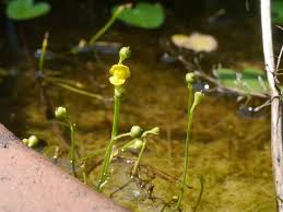 Image result for Utricularia gibba