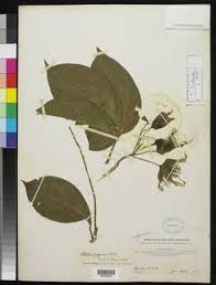 Image result for Ritchiea albersii